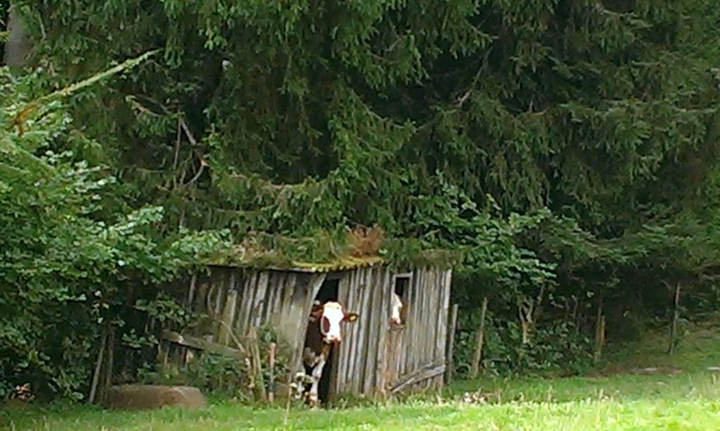 Martina Frey Ferienwohnungen Baiersbronn Luaran gambar